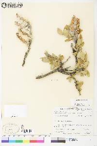 Salix richardsonii image