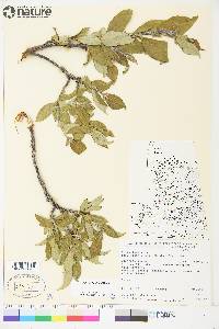 Salix richardsonii image