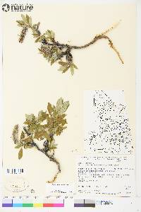 Salix richardsonii image