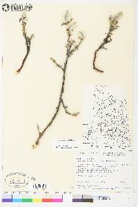 Salix richardsonii image