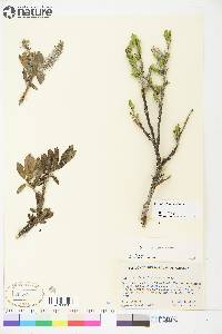 Salix richardsonii image