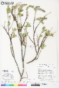 Salix richardsonii image