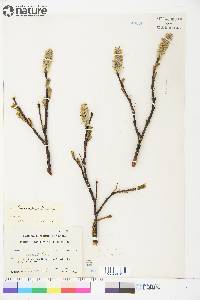 Salix richardsonii image