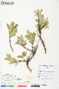 Salix richardsonii image