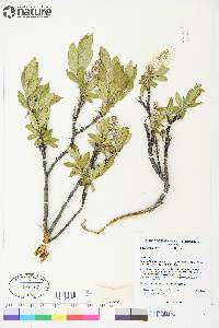 Salix richardsonii image