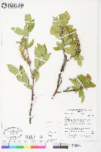 Salix richardsonii image