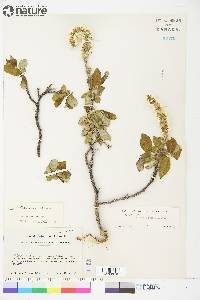 Salix richardsonii image