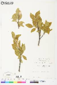 Salix richardsonii image