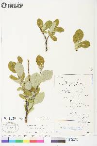 Salix richardsonii image