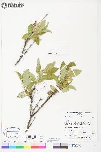 Salix richardsonii image