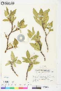 Salix lanata image