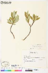 Salix lanata image