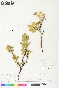 Salix lanata image