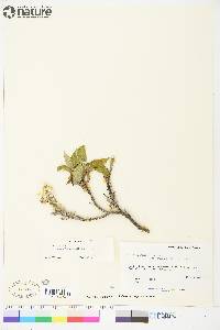 Salix lanata image