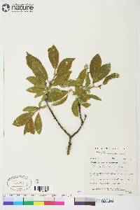 Salix lanata image