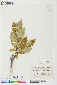 Salix lanata image