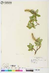 Salix richardsonii image