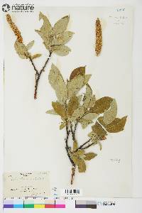 Salix richardsonii image