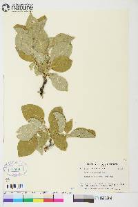 Salix richardsonii image