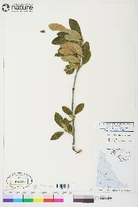 Salix scouleriana image