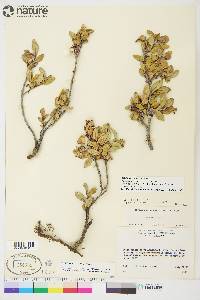 Salix setchelliana image