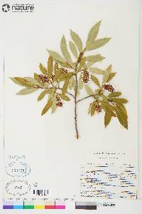 Salix serissima image