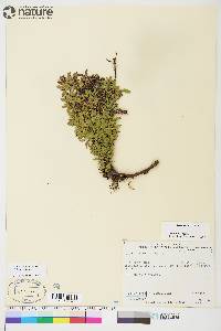 Salix uva-ursi image