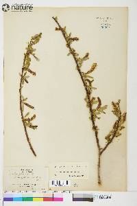 Salix arbusculoides image