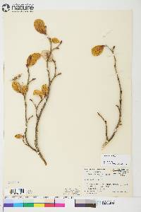 Salix vestita image