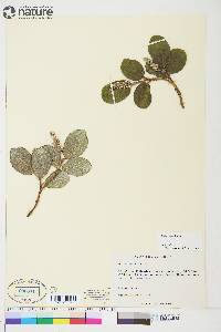 Salix vestita image