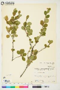 Betula pumila image