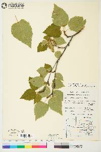 Betula papyrifera image