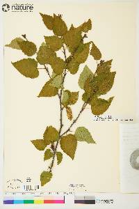 Betula papyrifera image