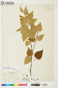 Betula papyrifera image