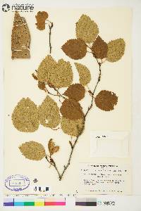 Betula papyrifera var. commutata image