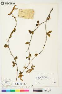 Betula papyrifera image