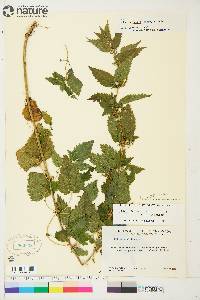 Urtica gracilis image