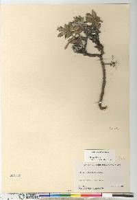 Salix richardsonii image