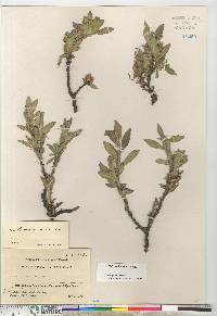 Salix richardsonii image