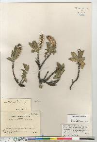 Salix richardsonii image