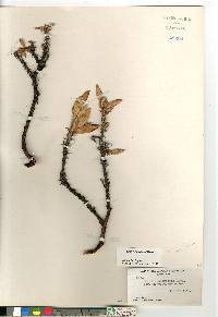 Salix richardsonii image