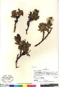 Salix richardsonii image