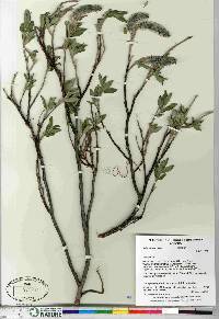 Salix richardsonii image