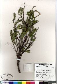 Salix richardsonii image