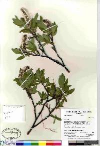 Salix richardsonii image