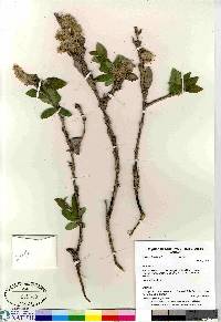 Salix richardsonii image