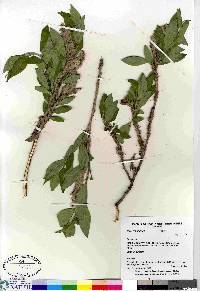 Salix richardsonii image