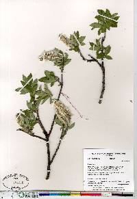 Salix richardsonii image