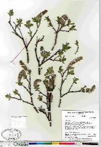 Salix richardsonii image