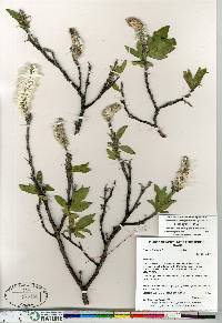 Salix richardsonii image